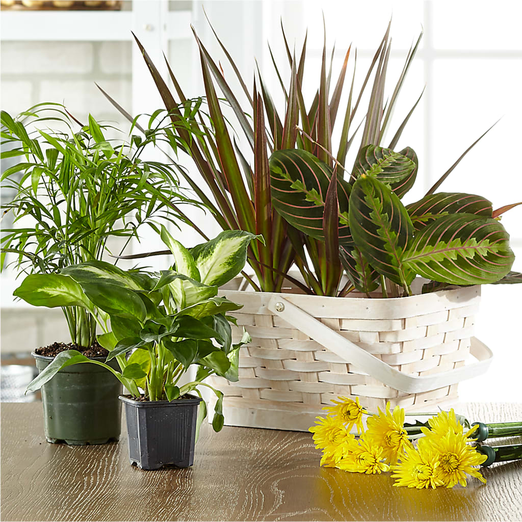Florist Designed Blooming and Green Plants in a Basket – Party Evolution Llc, Tampa FL