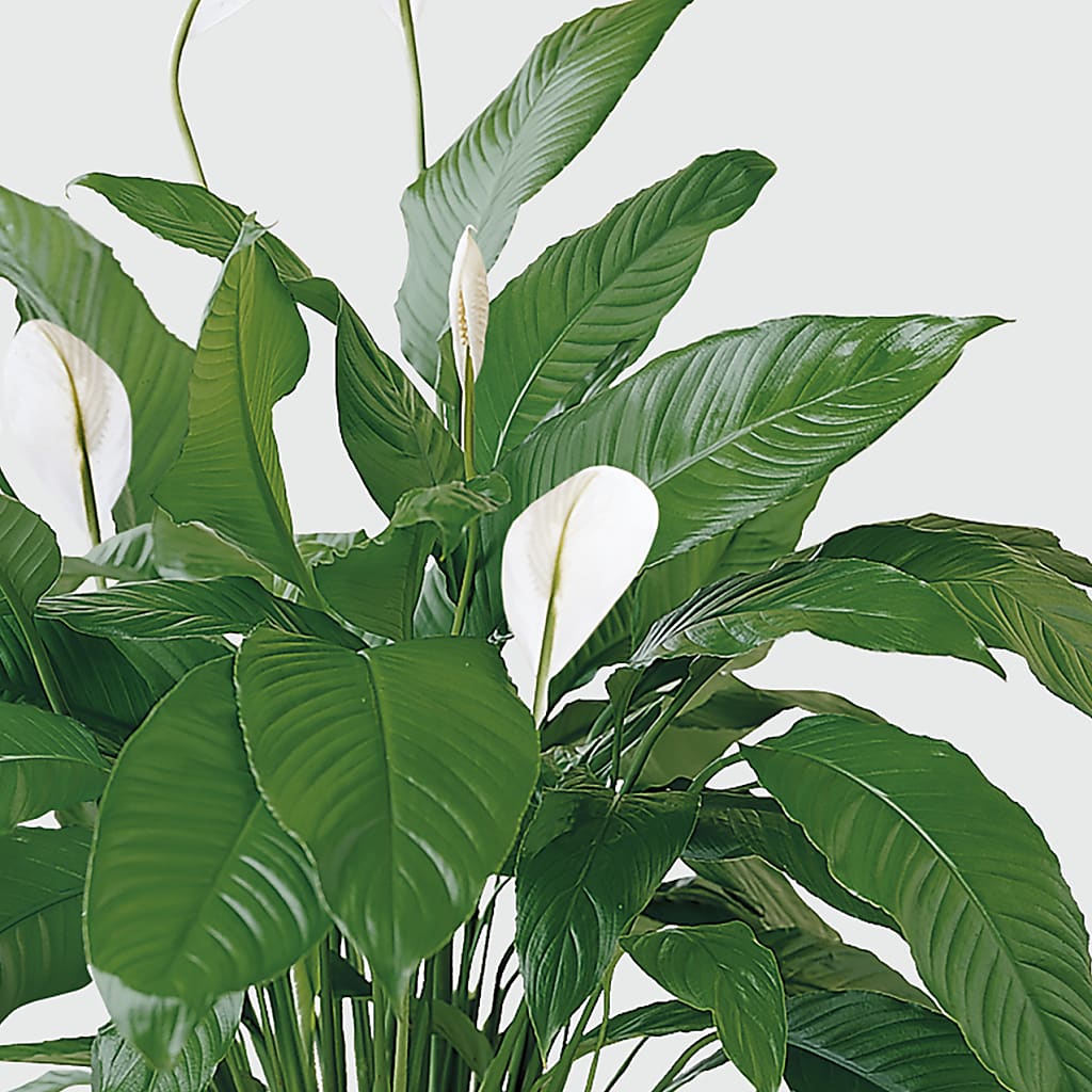 Tranquil Moments Peace Lily Plant – Party Evolution Llc, Tampa FL