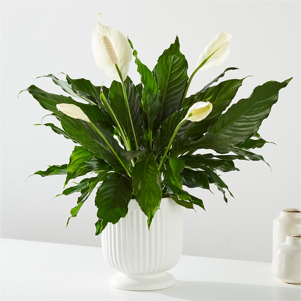 Comfort Planter – Party Evolution Llc, Tampa FL