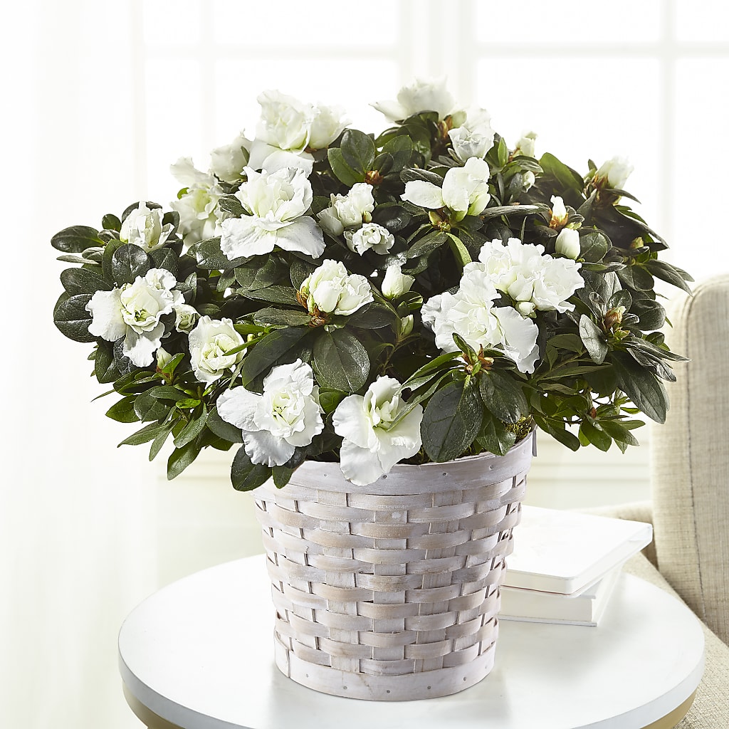 White Azalea Plant – Party Evolution Llc, Tampa FL