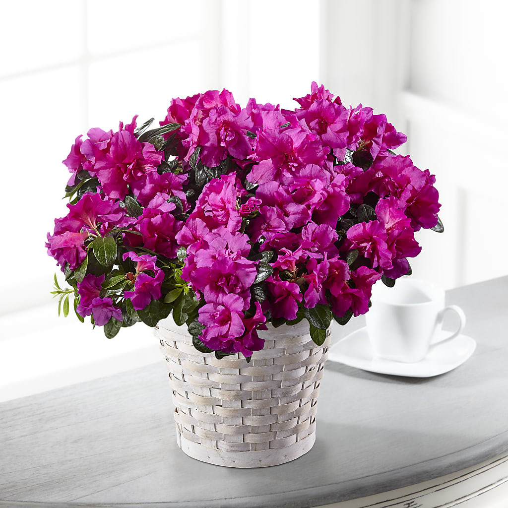 Hope & Serenity Azalea Plant – Party Evolution Llc, Tampa FL