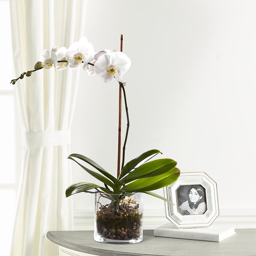 White Orchid Planter – Party Evolution Llc, Tampa FL