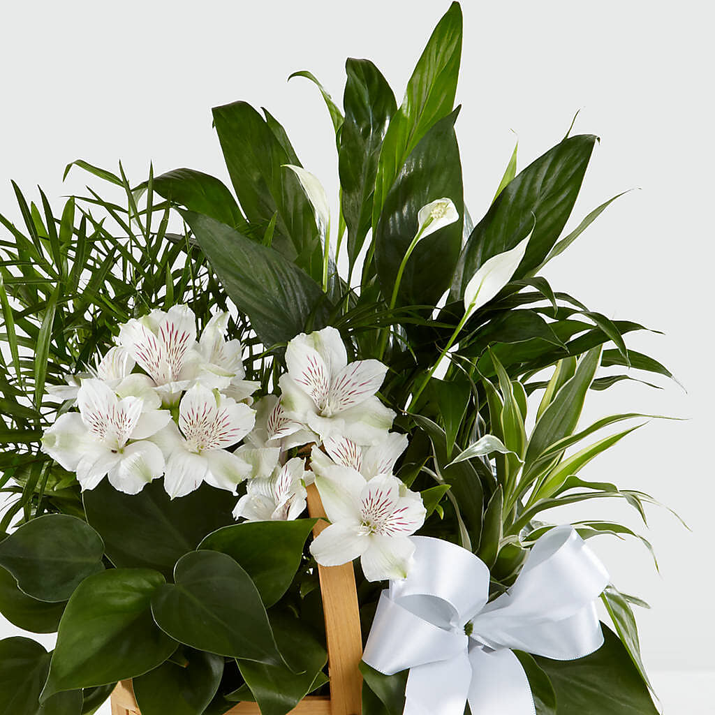 Peace & Serenity Dishgarden –  Party Evolution Llc, Tampa FL