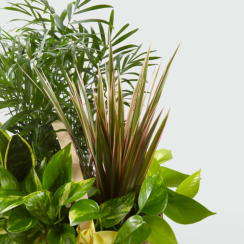 French Garden –  Party Evolution Llc, Tampa FL