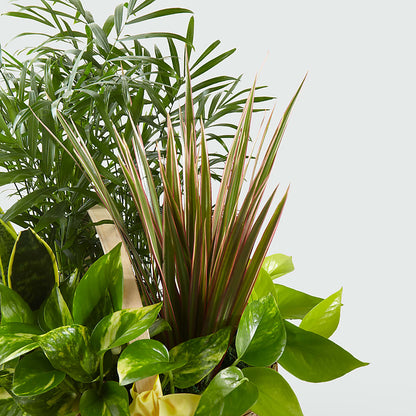 French Garden –  Party Evolution Llc, Tampa FL