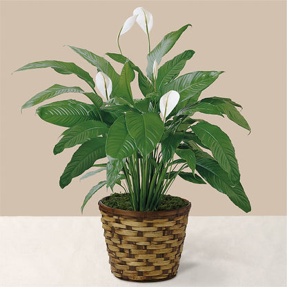 Tranquil Moments Peace Lily Plant –  Party Evolution Llc, Tampa FL