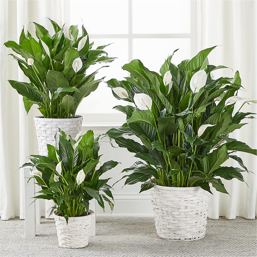 A New Leaf Peace Lily –  Party Evolution Llc, Tampa FL