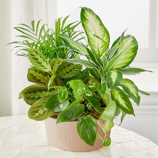 Balance & Harmony Dishgarden –  Party Evolution Llc, Tampa FL