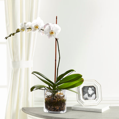 White Orchid Planter –  Party Evolution Llc, Tampa FL